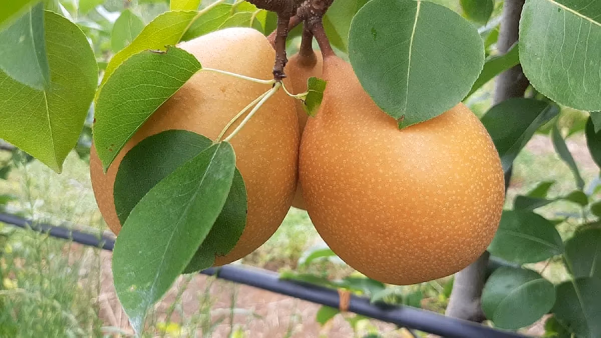 Embrapa lança pera resistente a doenças após 20 anos