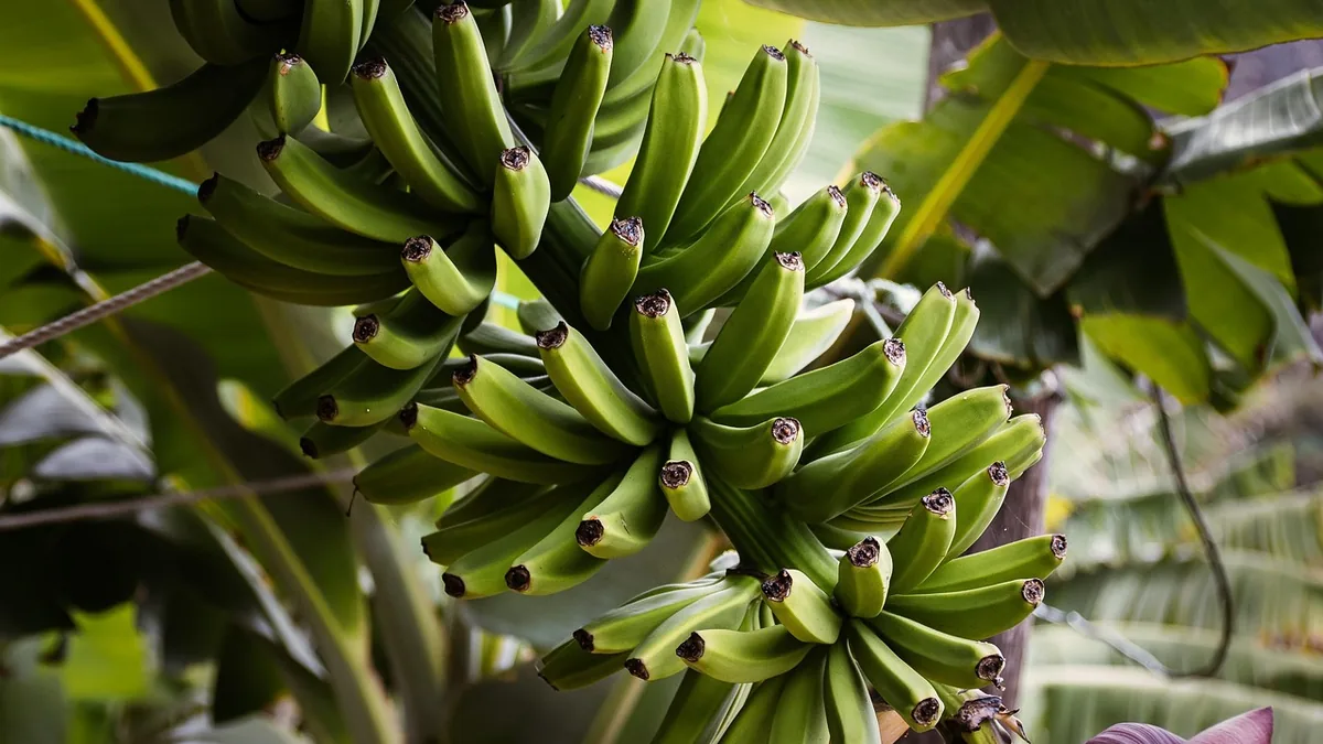 Embrapa leva novas variedades de banana à Feibanana 2026