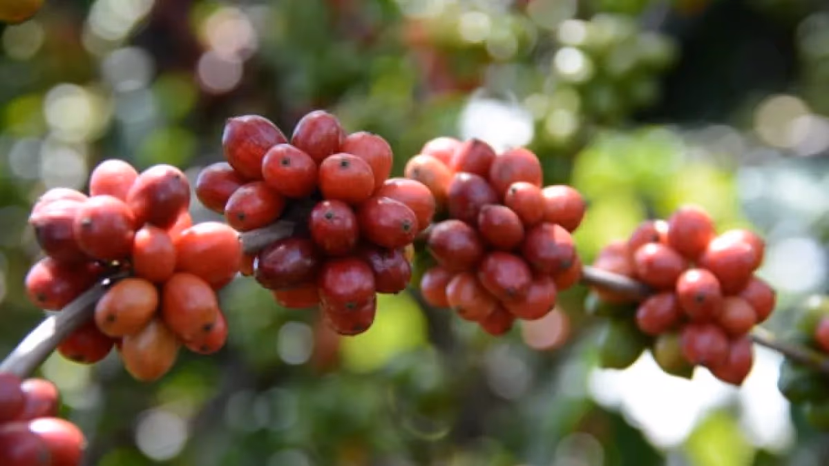 ES lança mostra para vender café conilon de alta qualidade