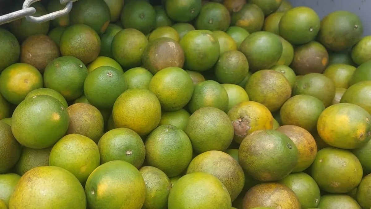 Exportações de suco de laranja caem 30% com demanda fraca