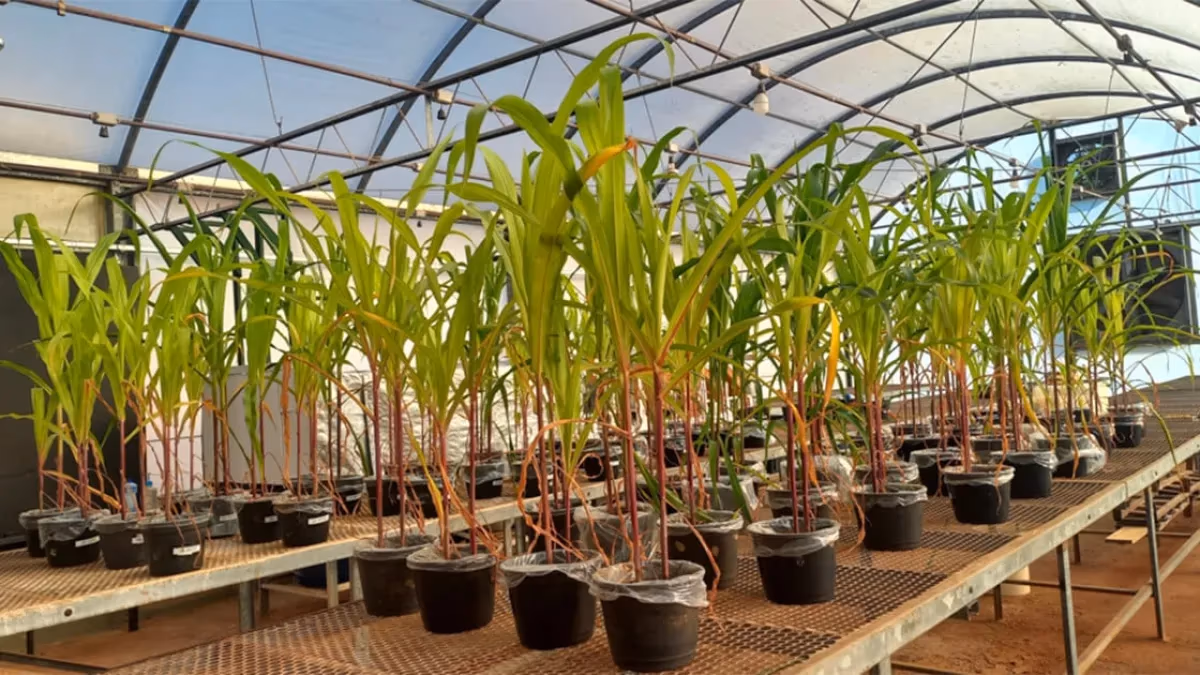 Fertilizante biológico eleva fósforo e enxofre em cultivos