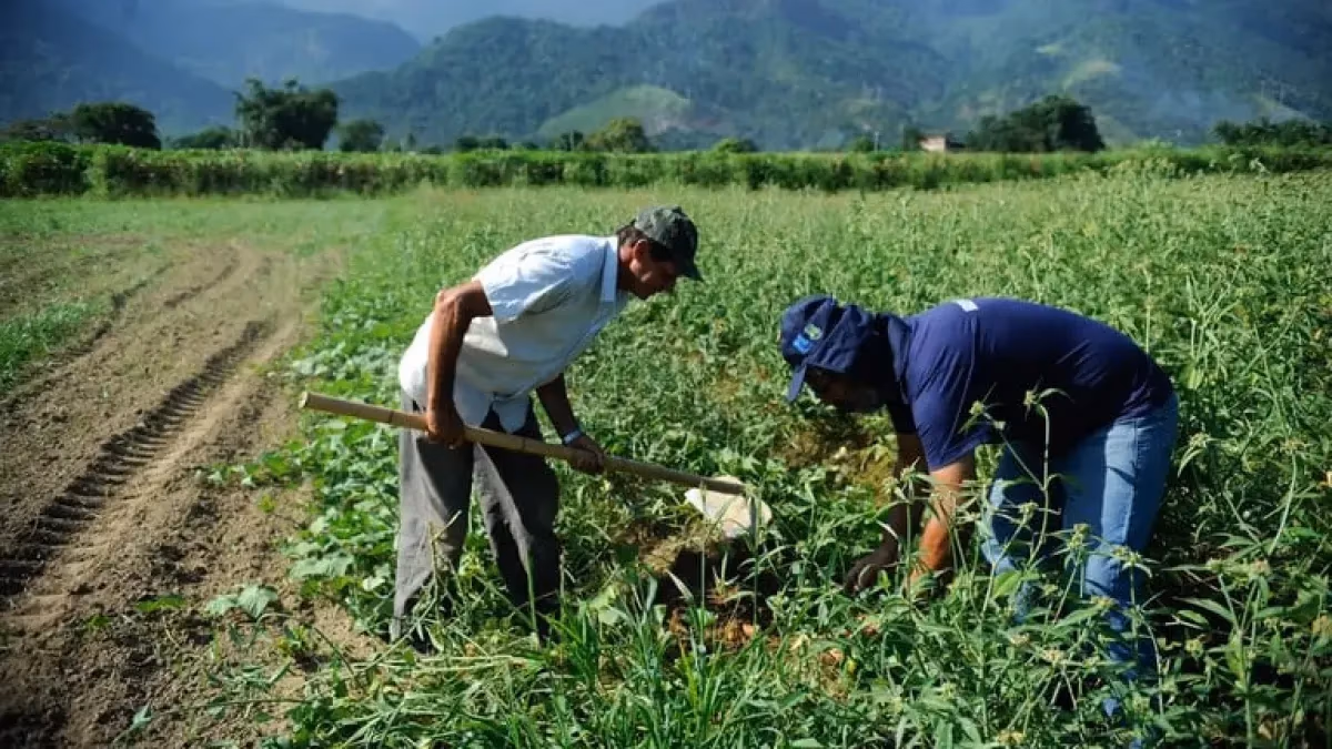 Garantia-Safra libera R$ 32 mi a 26 mil agricultores em AL