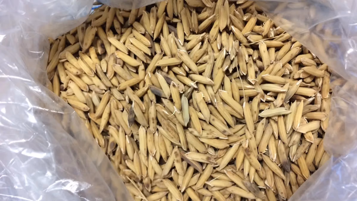 Germinação do arroz eleva nutrientes e acelera cozimento