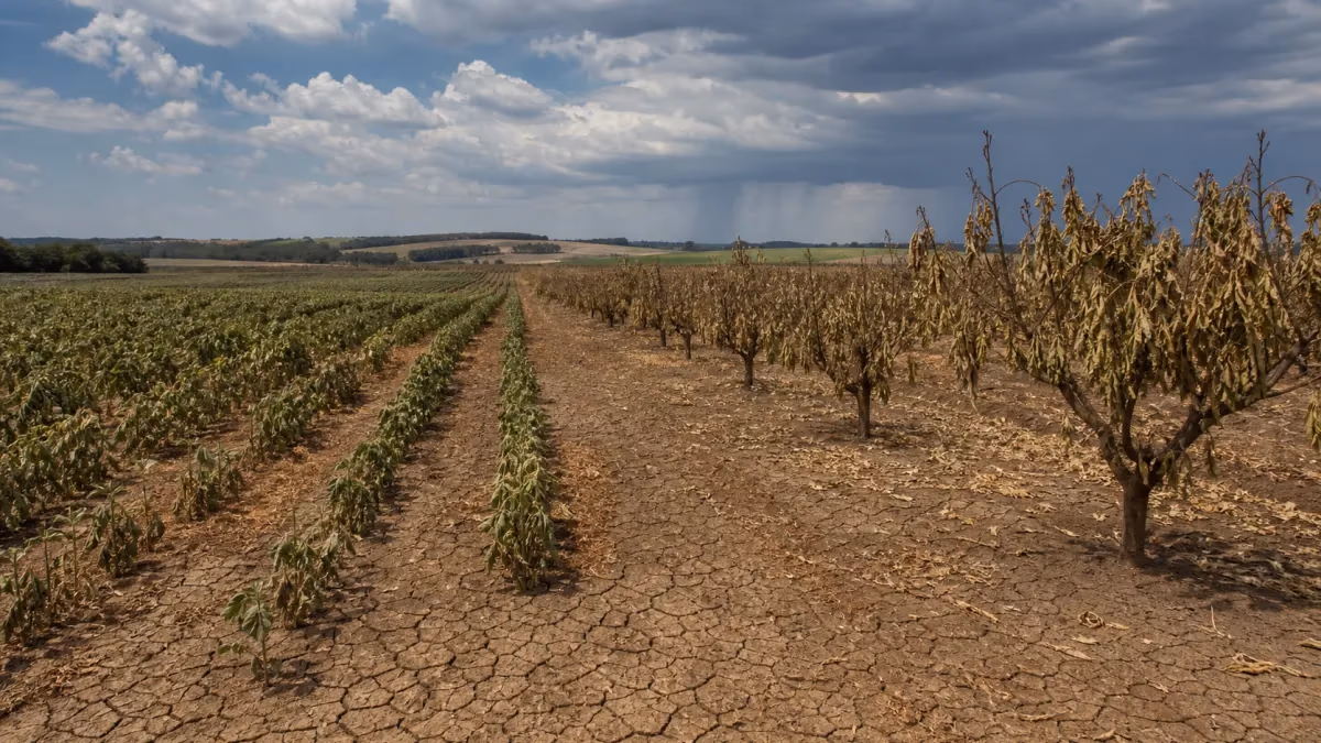 Governo amplia monitoramento do El Niño na safra 2026/27
