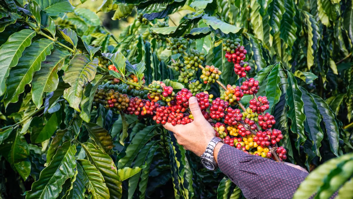 Pesquisa da Ufes: colher café na hora certa reduz perdas em até 68%