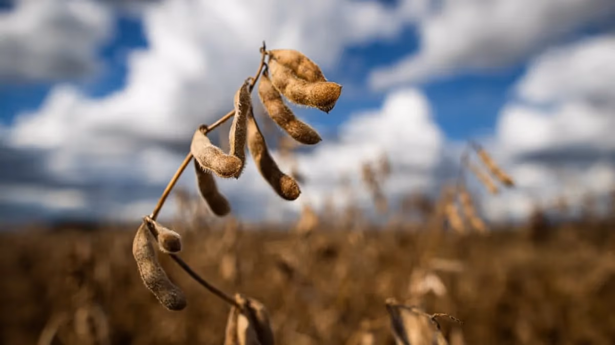 Imagem do artigo: PIB do agronegócio cai 2% no 1º trimestre, aponta Cepea/CNA