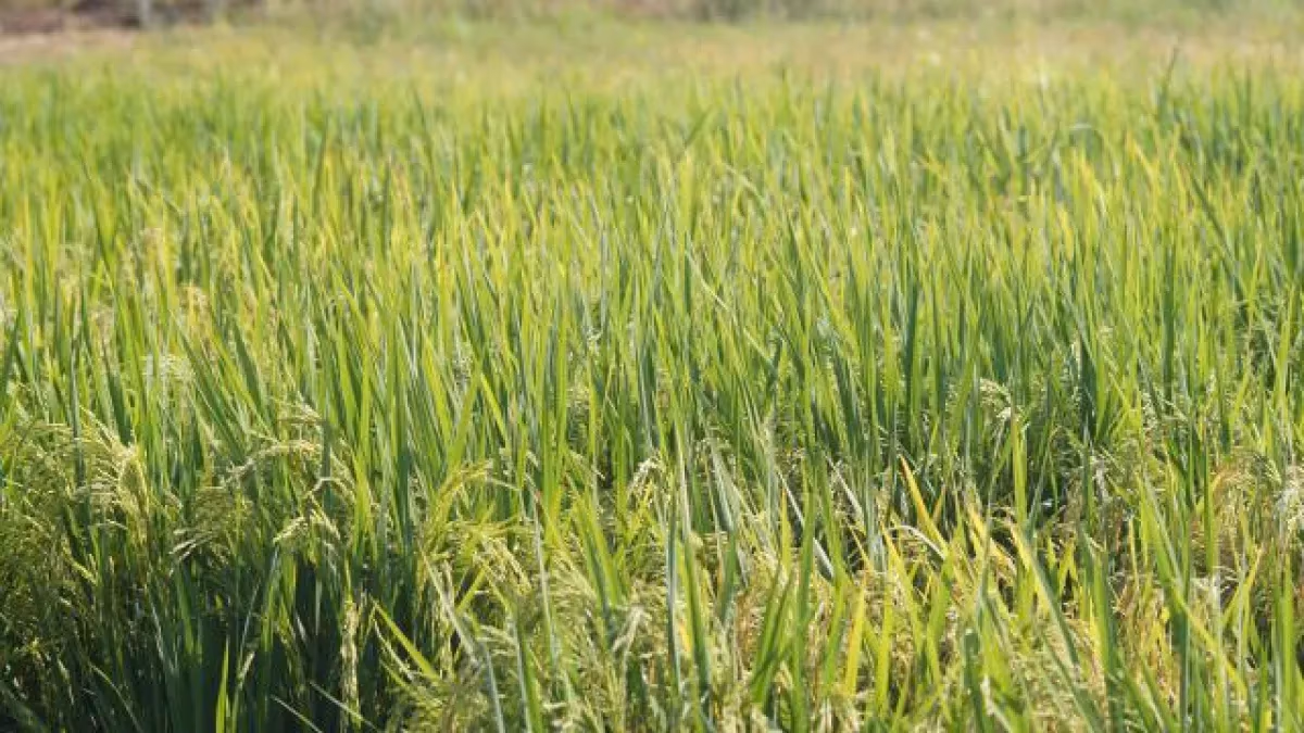 Plano Safra pode não chegar ao arrozeiro