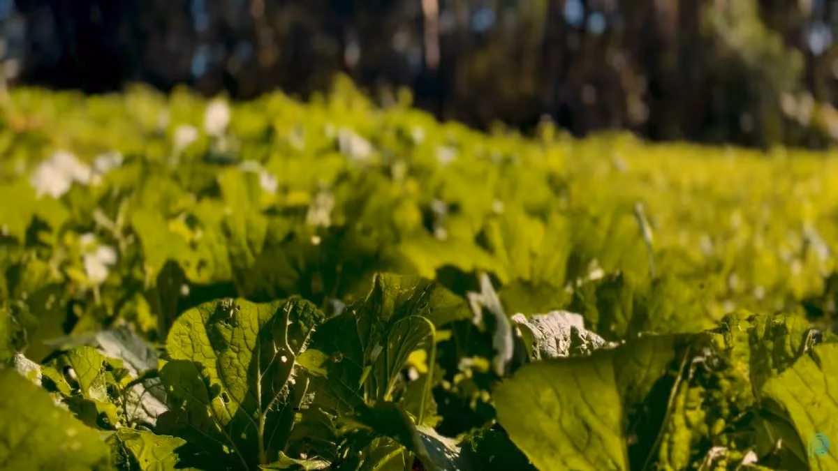 Produtor troca escritório pela agricultura orgânica