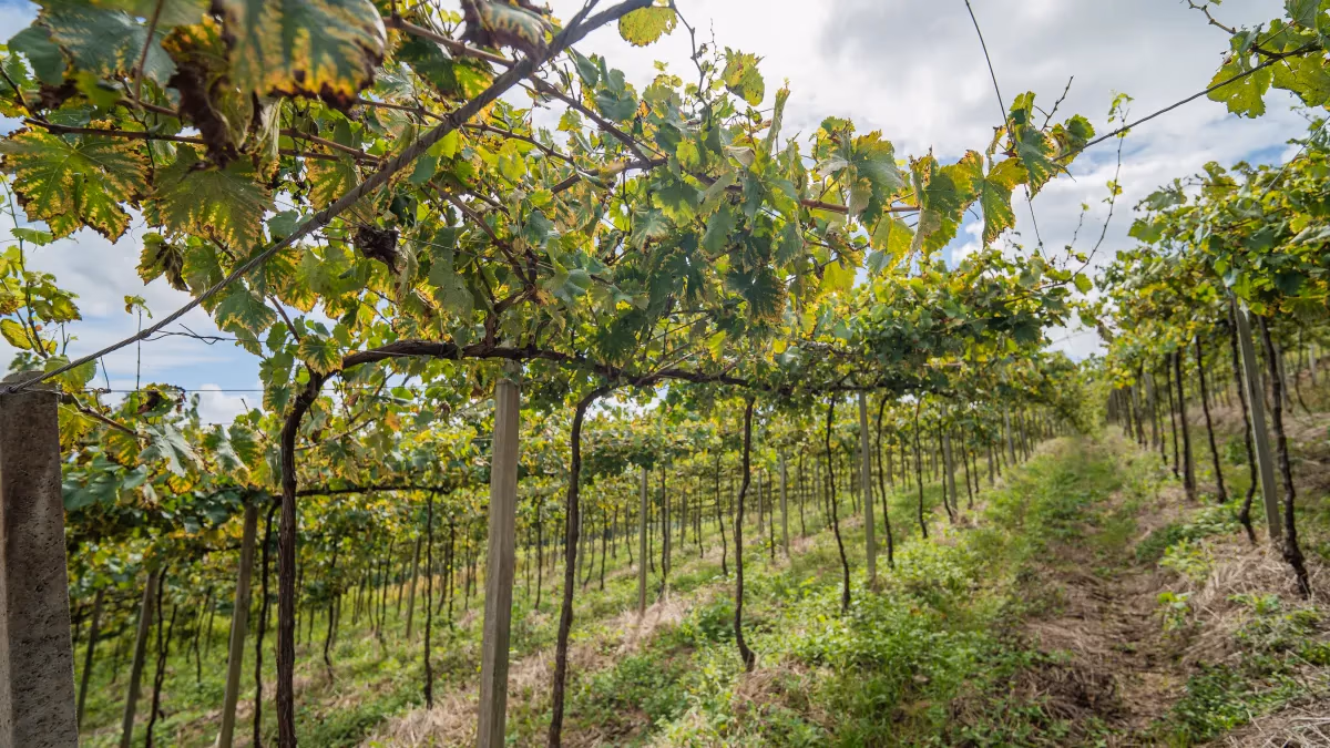 Produtores se preparam para o super El Niño nos vinhedos
