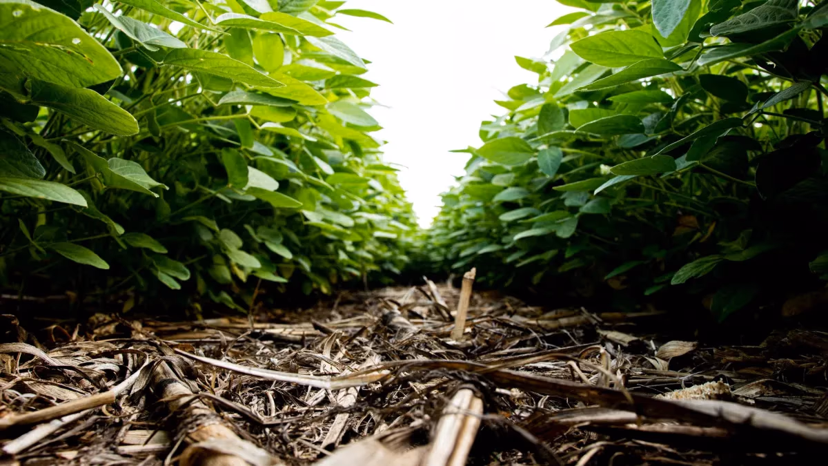 Profert e bioinsumos lideram redução de fertilizantes