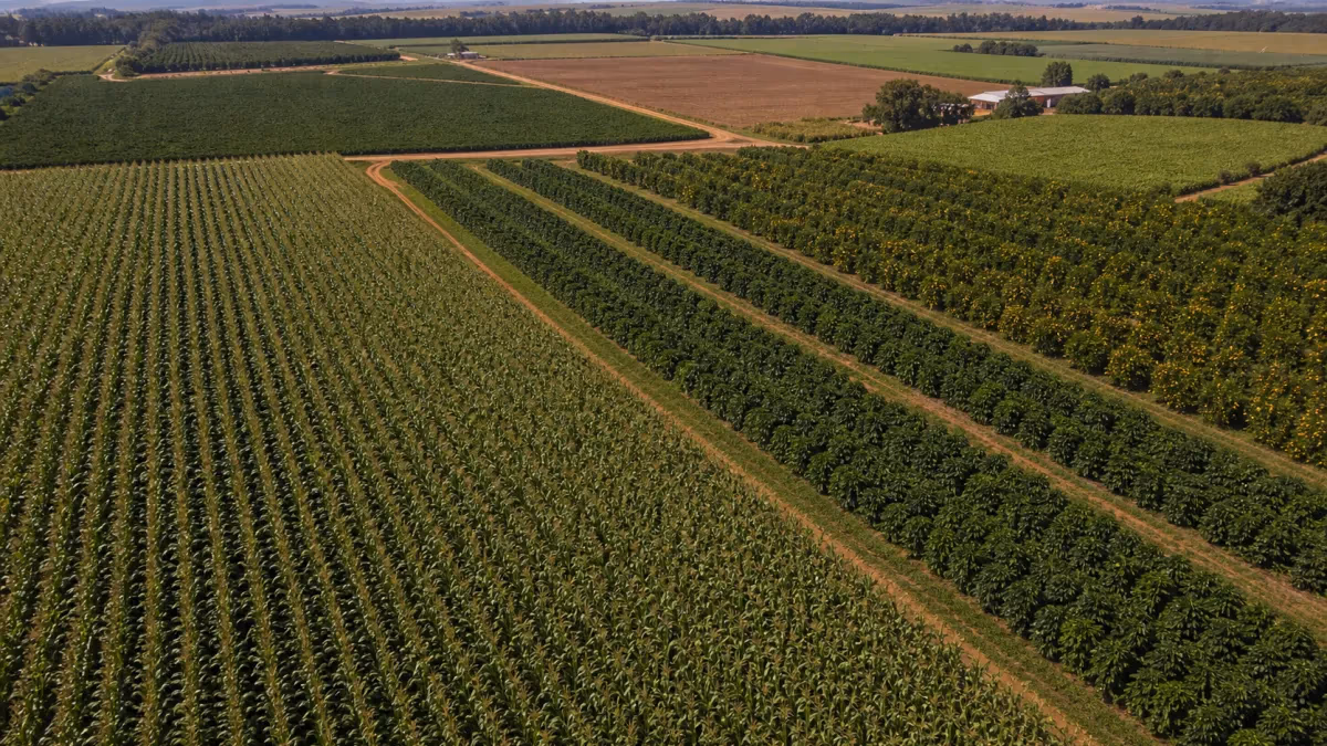 Safra paulista 2025/26: alta em milho, café e laranja