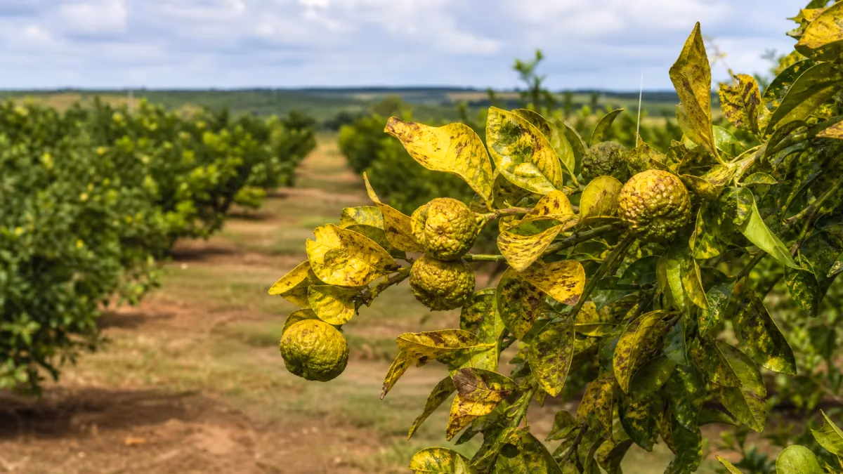 Seapi reúne citricultura em Pareci Novo contra greening