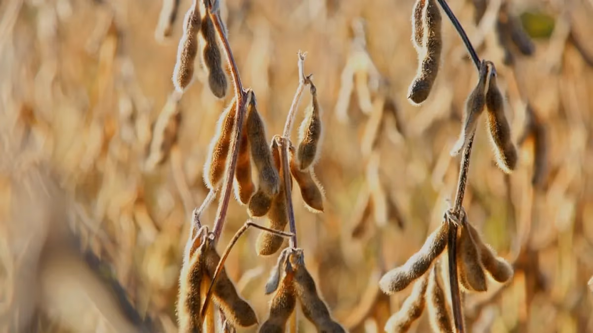 Soja: Negócios contidos com USDA; veja cotações