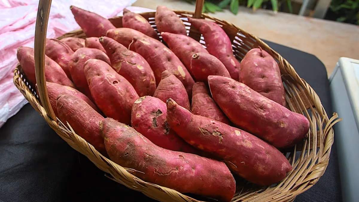SP usa batata-doce para ampliar produção de etanol