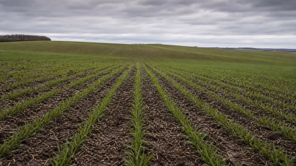 Trigo: plantio chega a 83% da área no RS