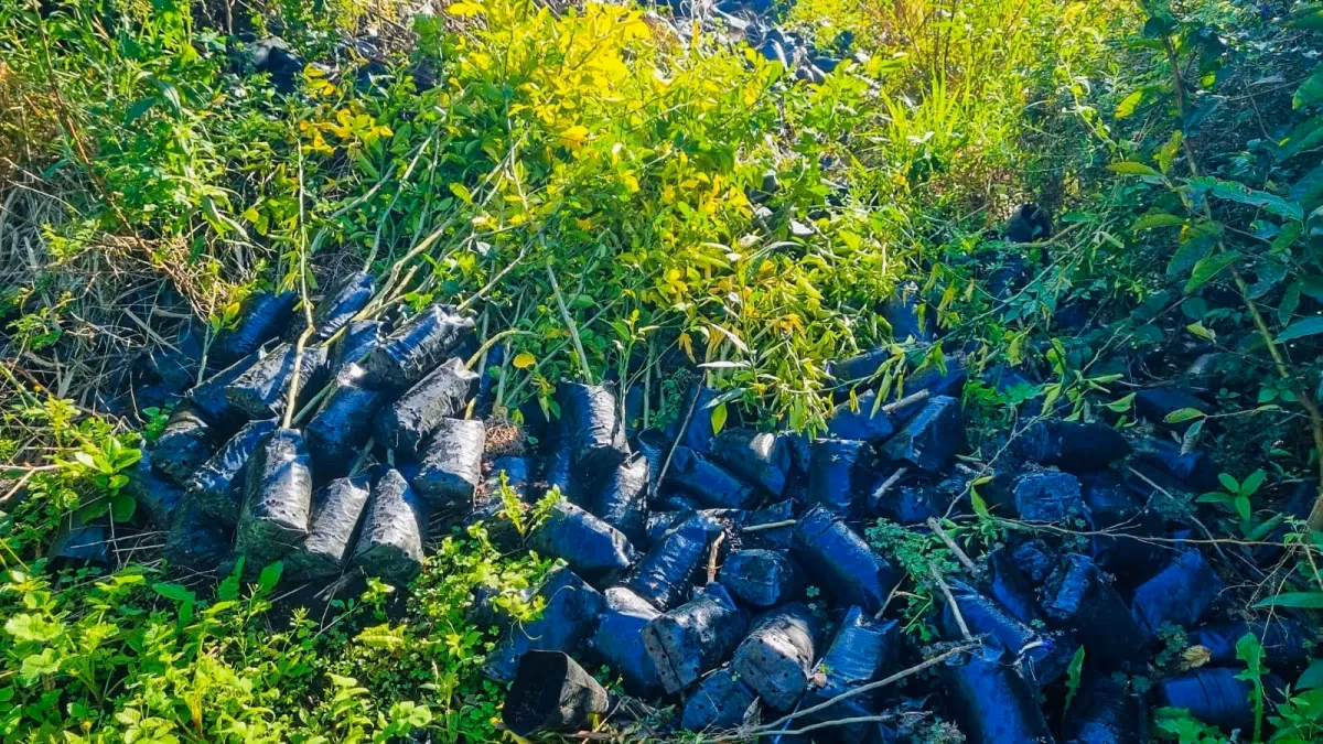 Viveiro com 6,5 mil mudas cítricas irregulares é desarticulado